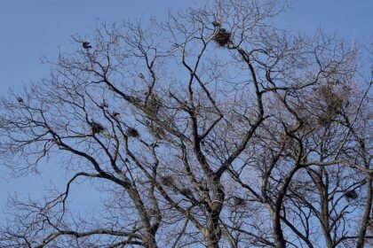 birds nest 1270947 1280