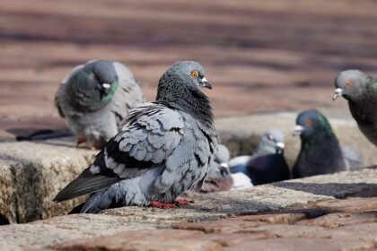 pigeons 3268990 1280