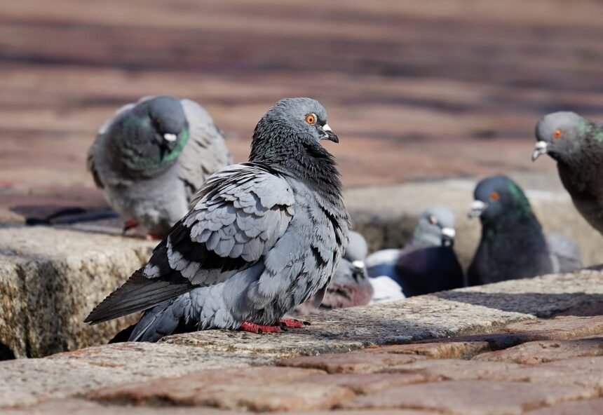 pigeons 3268990 1280