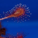 drosera intermedia x rotundifolia 190710 960 720