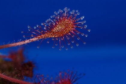drosera intermedia x rotundifolia 190710 960 720