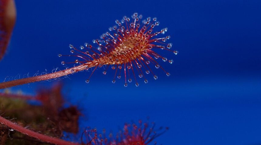 drosera intermedia x rotundifolia 190710 960 720