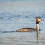 great crested grebe 2154204 1280