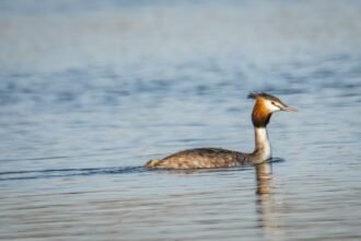 great crested grebe 2154204 1280