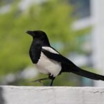 magpie 481960 1280