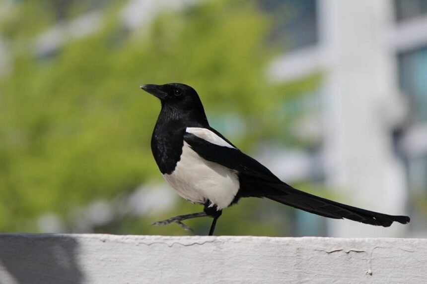 magpie 481960 1280
