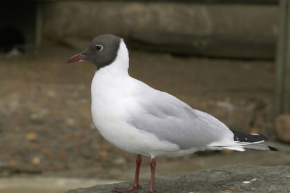 mewy