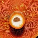 mushroom 3404337 1280