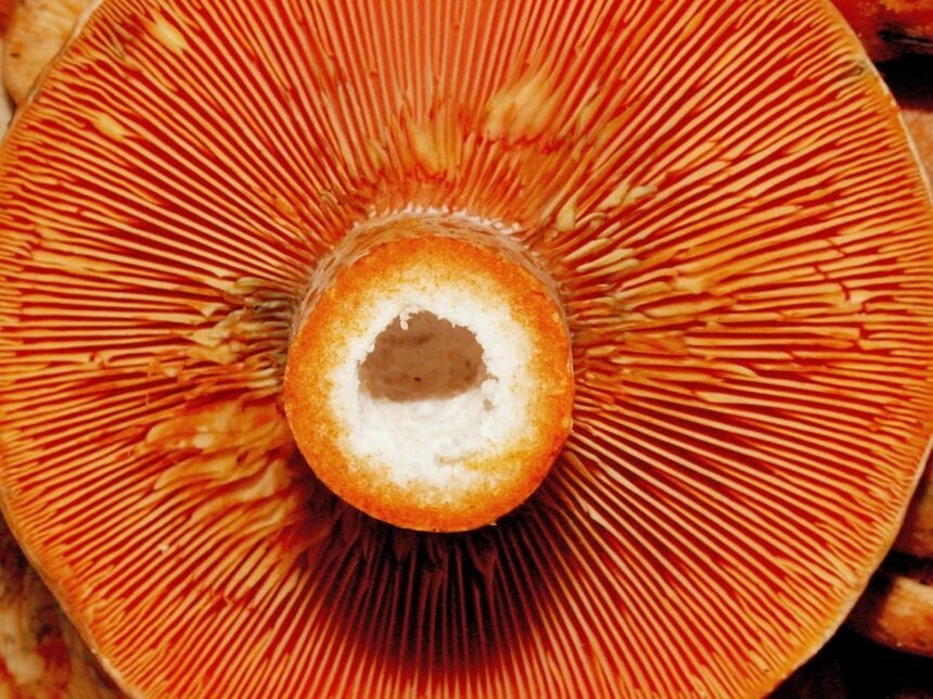 mushroom 3404337 1280