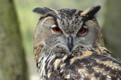 owl 44236 1280