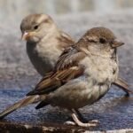 sparrows 3422216 1280