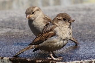 sparrows 3422216 1280