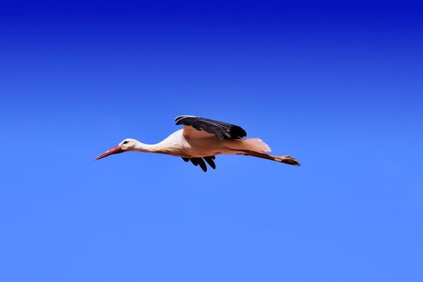 stork 3576260 1280