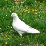white dove 2205639 1920
