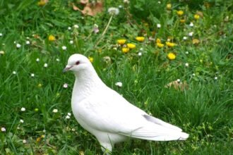 white dove 2205639 1920