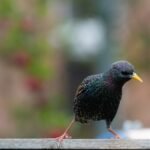 juvenile starling 4929852 1280