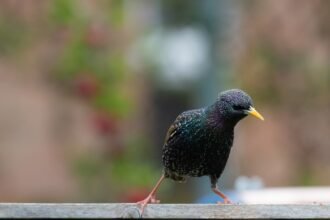 juvenile starling 4929852 1280