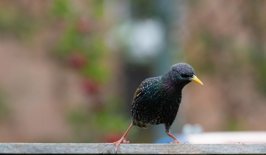juvenile starling 4929852 1280