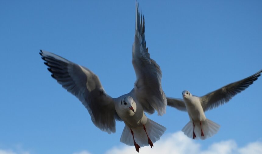 seagull 2902501 1280