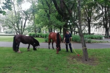 policjant pilnujacy zlapane konie 0