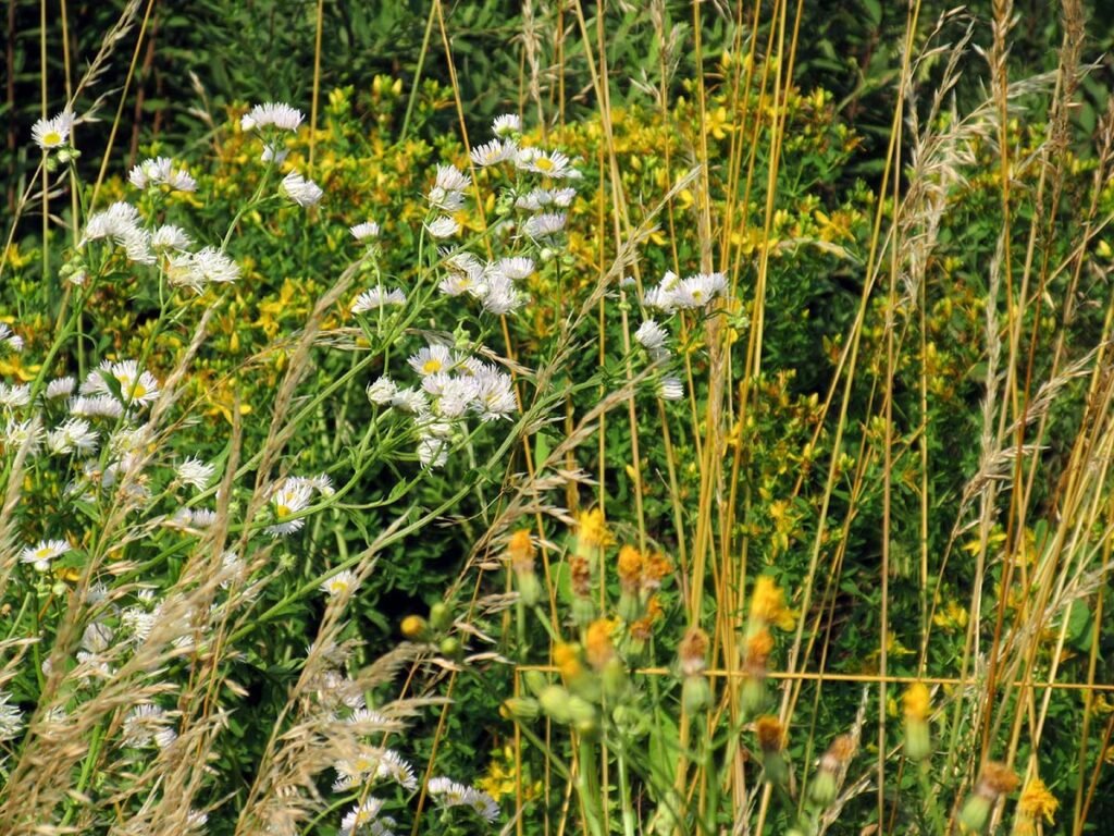 Kosić, nie kosić? Dylemat nie rozstrzygnięty 31 łąka 2