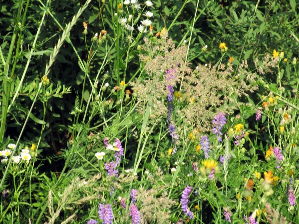 Kosić, nie kosić? Dylemat nie rozstrzygnięty 28 łąka 3