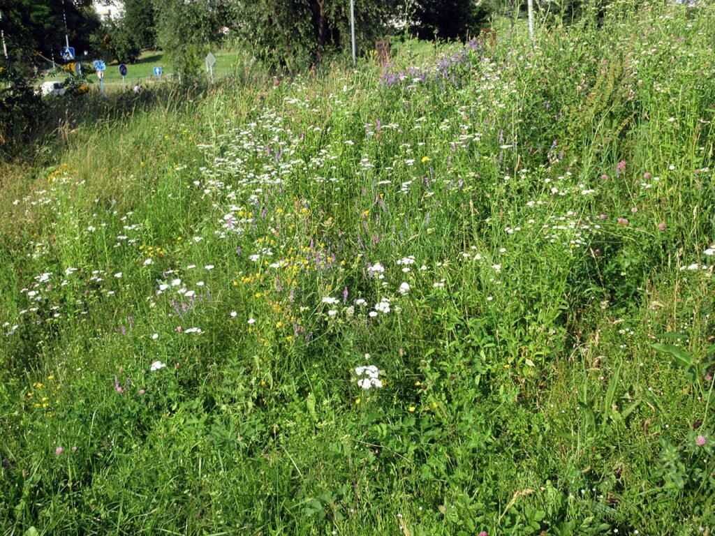 Kosić, nie kosić? Dylemat nie rozstrzygnięty 30 łąka 4