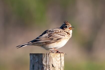 skylark 5069553 1280