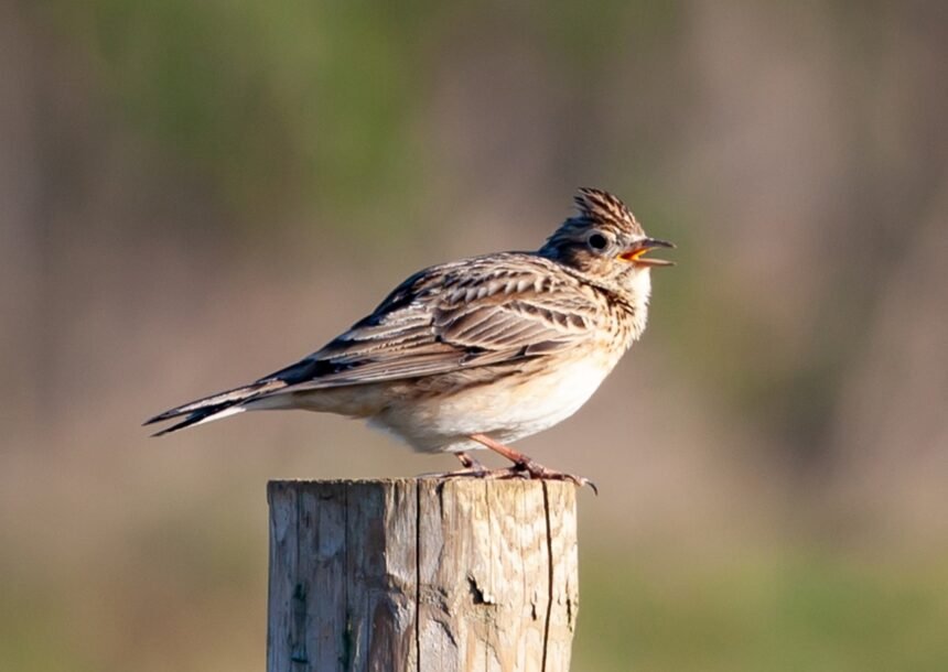 skylark 5069553 1280