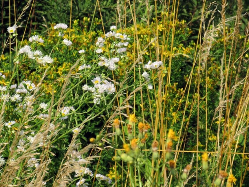 Kosić, nie kosić? Dylemat nie rozstrzygnięty 27 łąka 2