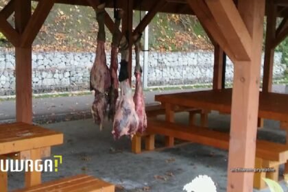 14520589 uwaga tvn szokujace odkrycie mieszkancow rabki zdroju oskorowane nogi kucyka zawieszone w centrum miasta 0 0s
