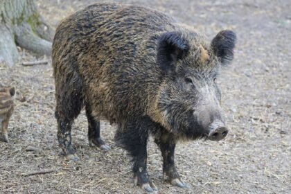 boar 2256297 1280