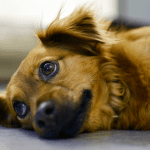 pies smutny choru pixabay