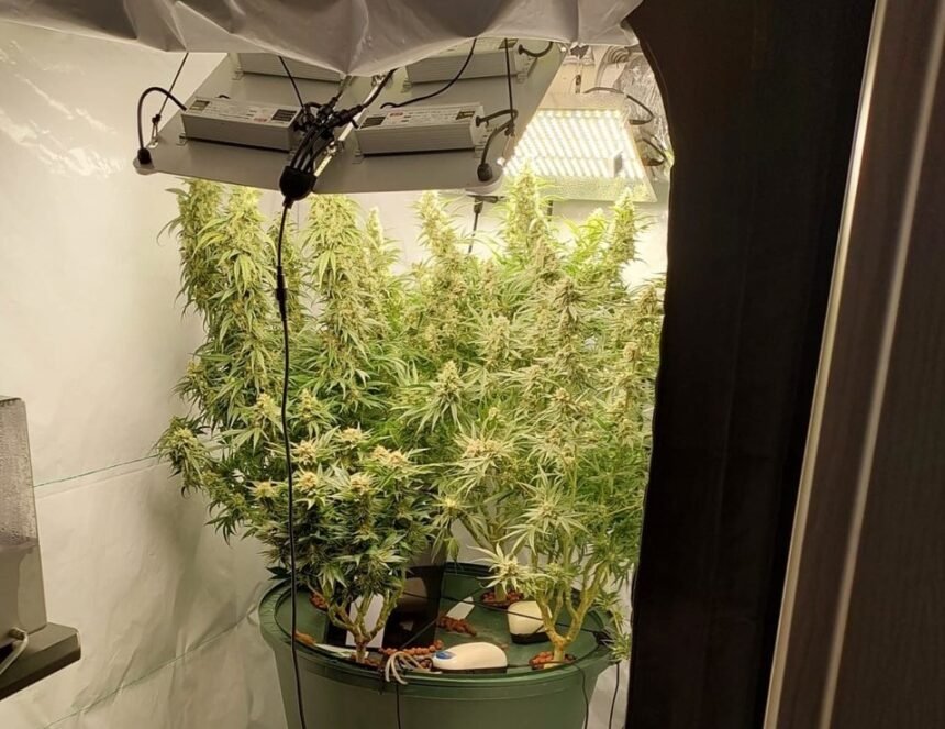 marihuana brazylijczyk policja 1