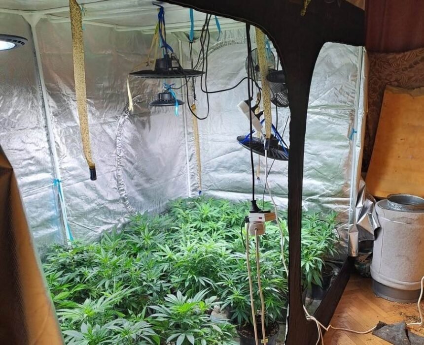 marihuana policja krakow