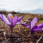 krokusy tatry