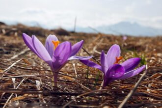 krokusy tatry