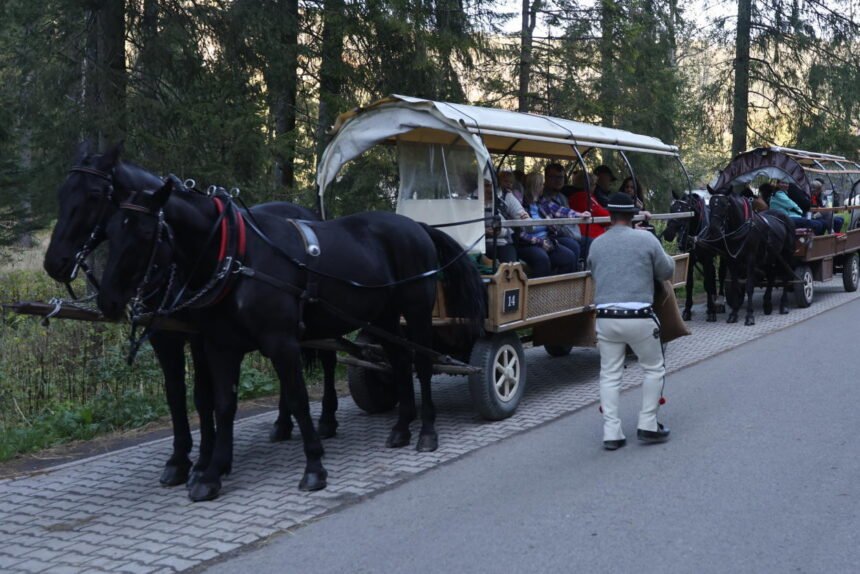 konie morksie oko pap 1