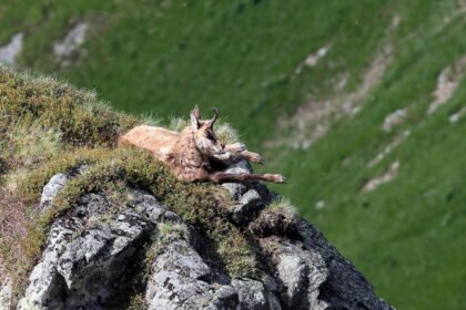 kozice tatry pap