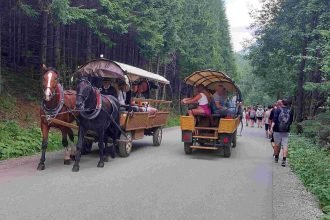 konie morskie oko geg 19