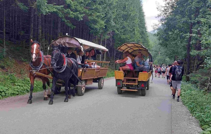 konie morskie oko geg 19