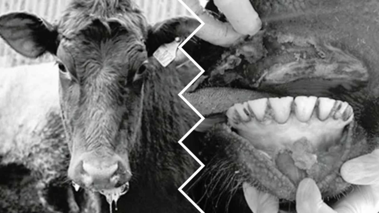 Apel wojewody małopolskiego w związku z zagrożeniem pryszczycą