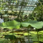 ogrod botaniczny