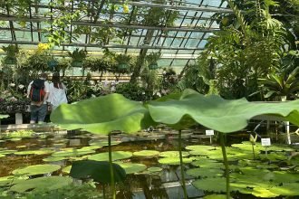 ogrod botaniczny