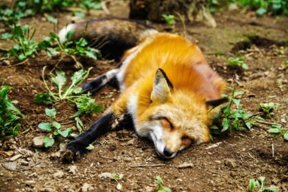 pexels pixabay 271932